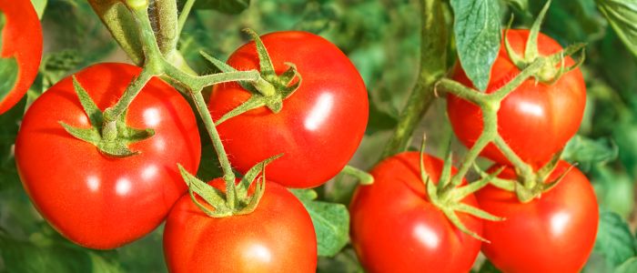 Hoe gezond is de tomaat? | Mijn Gezondheidsgids